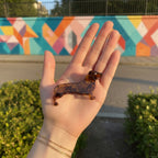 Amber Tortoiseshell Dachshund Hair Claw Clip