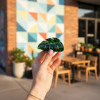 Green Monstera Leaf Hair Claw Clip Gold