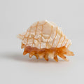 Shell Textured Hair Claw - Beige Shell