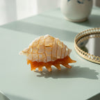 Shell Textured Hair Claw - Beige Shell