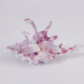 Cosmic Shell Hair Claw - Starlight