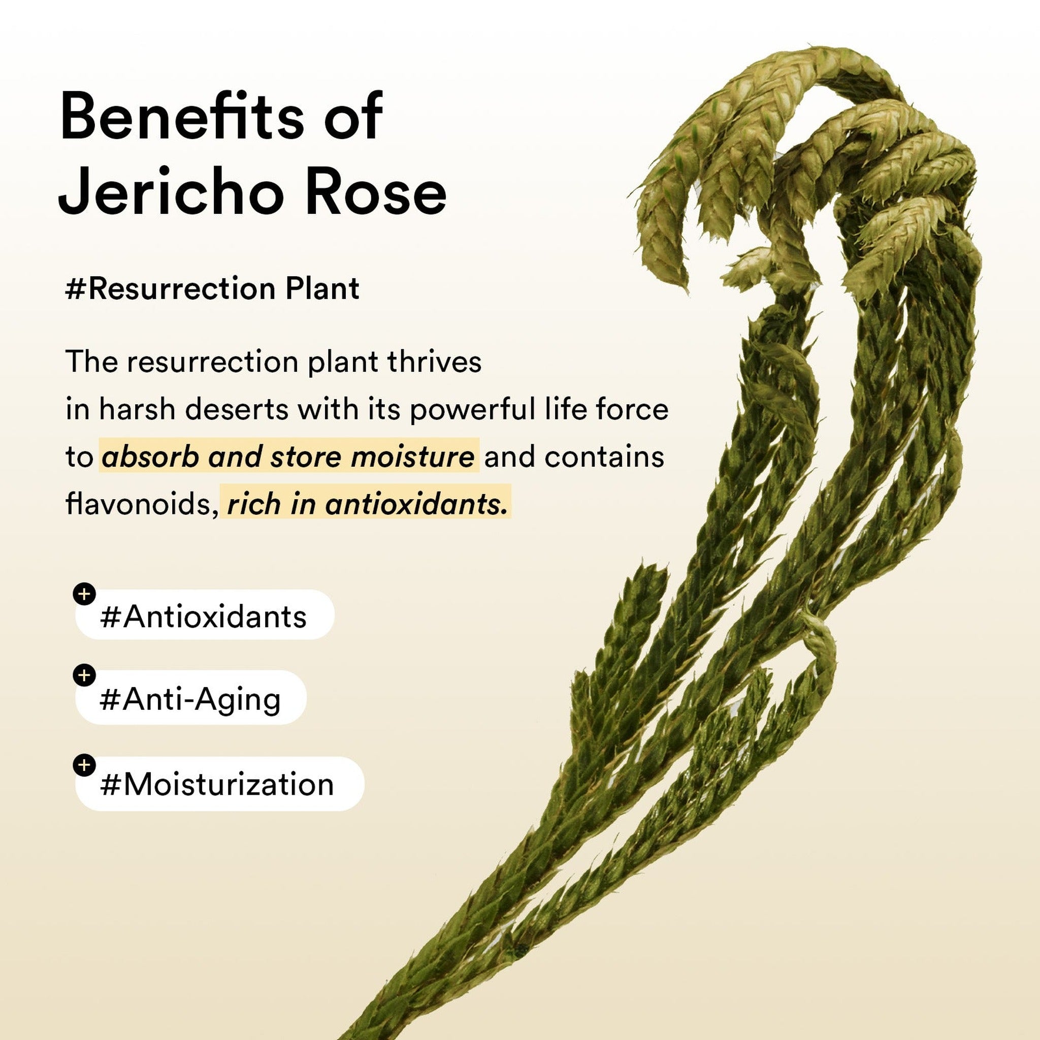 COLLAGEN EYE PATCH JERICHO ROSE JELLY 60pcs - image 5